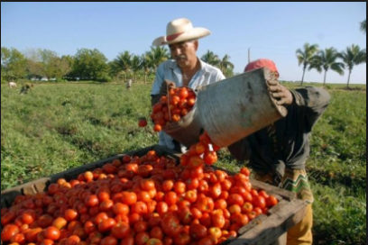 Aseguran provechos de cosecha del tomate en Guantánamo