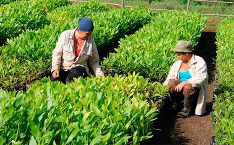 Trabajadoras forestales