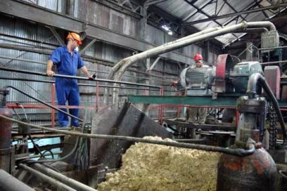 Hombres de zafra darán el SÍ por  Cuba