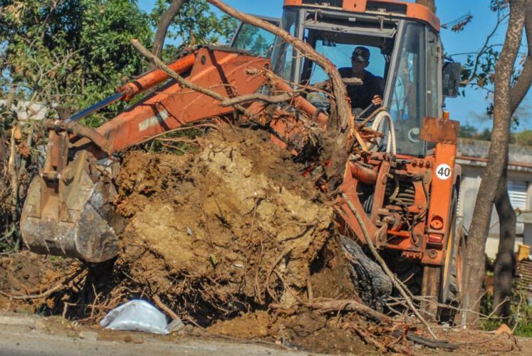 El meteoro dañó más de mil 600 árboles en los cuatro municipios afectados, de esa cifra 385 fueron derribados. │Foto: Heriberto González Brito