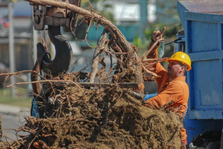 Brigada de la Unidad Provincial de Áreas Verdes laborando en Vía Blanca. Foto Heriberto González Brito.