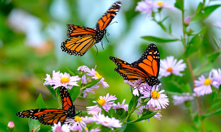 La biomasa de insectos desaparece a un ritmo anual del 2,5 % a nivel global, lo que sugiere su completa extinción en el transcurso de un siglo, según el informe. Foto: mariposasdecolores.com