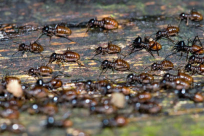 Creciente disminución de insectos, grave amenaza medioambiental