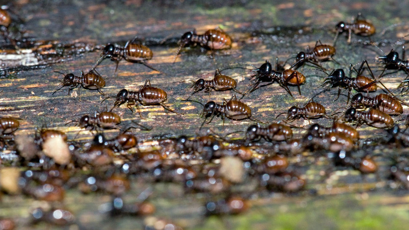 Si no se frena la pérdida de los insectos, las consecuencias serán catastróficas para la supervivencia de la humanidad, afirman expertos. Foto: actualidad.rt.com