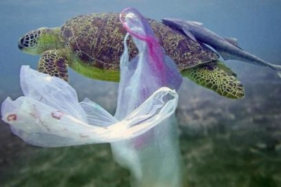 Ir al mar a pescar…..basura