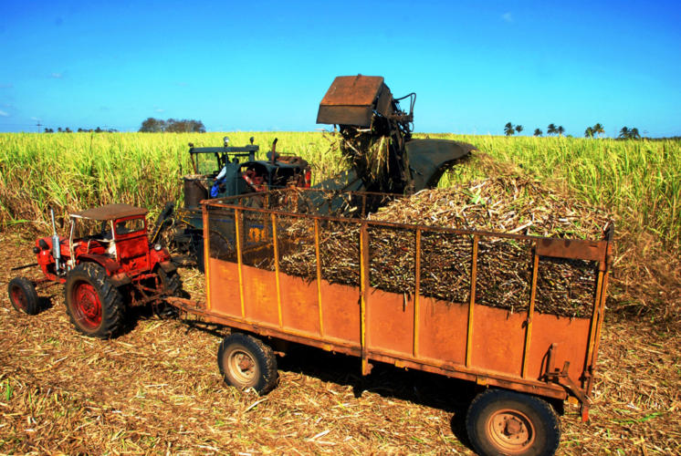 Corte mecanizado de caña en la Unidad Básica de Producción Cooperativa (UBPC) Viet Nam, destinada al cultivo de la dulce gramínea en el municipio de Aguada de Pasajeros y que por cinco años consecutivos obtiene la condición de Vanguardia Nacional, otorgada por el Sindicato Nacional de Trabajadores Azucareros , en Cienfuegos, Cuba, el 17 de marzo de 2015. AIN FOTO/Modesto GUTIÉRREZ CABO