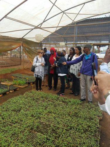 La Embajadora de Gambia en Cuba se interesa por las plántulas de hortalizas logradas en casas de cultivo.