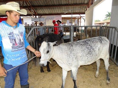La Gran Campeona joven. Foto: Ana Margarita González