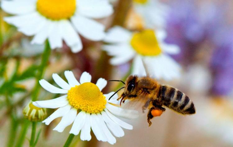 Muchas especies asociadas a la biodiversidad, como las abejas, están gravemente amenazadas. Foto: Tomada de hablemosdeinsectos.com