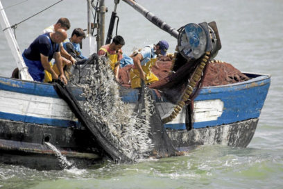 Pesca mundial disminuye por cambio climático