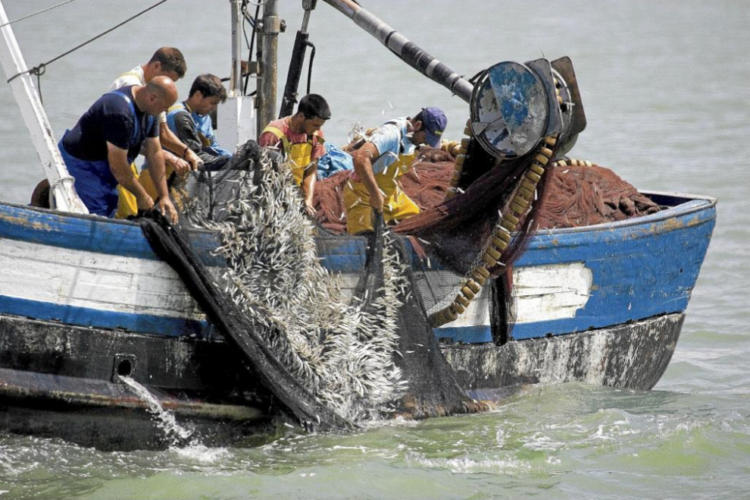 La captura ha disminuido 4,1 % a nivel mundial, y entre un 15 y 35 % en algunas regiones oceánicas. Foto: Tomada de elmundo.es