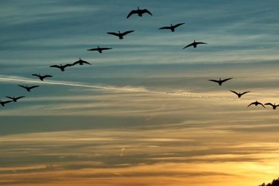 Cambio climático altera ciclos de vida de aves migratorias