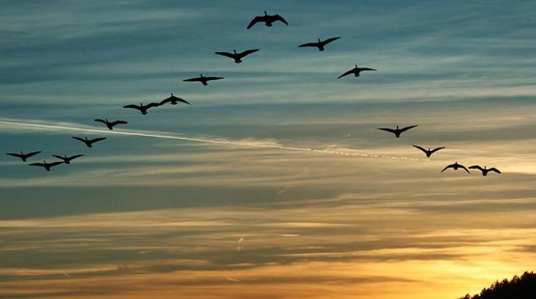 Debido al cambio climático, las aves migratorias que habitan en Europa y Norteamérica están anticipando sus migraciones primaverales. Foto: Tomada de lostiempos.com