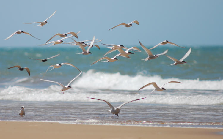 En las especies de aves migratorias marinas es donde se aprecia la mayor incidencia del cambio climático, según algunos estudios. Foto: Tomado de climatique.birdingcanarias.com