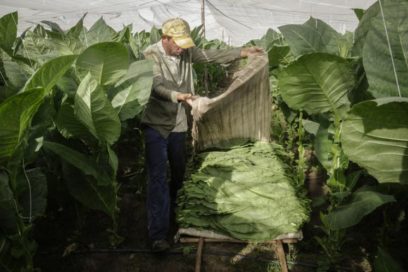 Pagan cosecha a productores