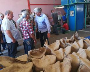 planta de cafe contramaestre