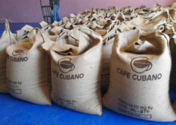 planta de cafe contramaestre