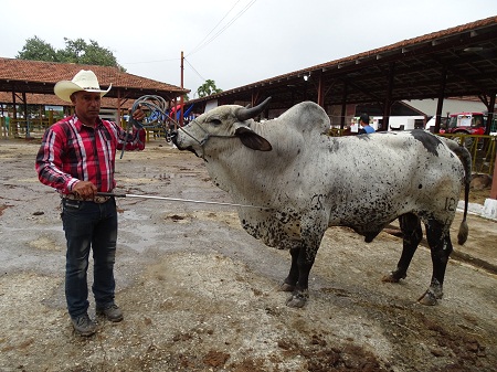 Con 6 animales, la UEB Botijuela conquistó 11 premios. Foto: Ana Margarita González