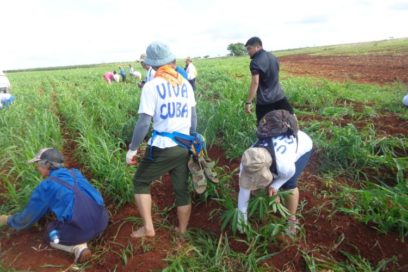 Brigada de Solidaridad con Cuba protagonizó trabajo voluntario en conmemoración al Primero de Mayo