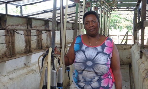 Loraine Pupo, delegada al XXI Congreso de la CTC se ha dedicado al ordeño de las vacas por más de 30 años y acumula una abnegada trayectoria como trabajadora agropecuaria. Foto: Lianne Fonseca Diéguez