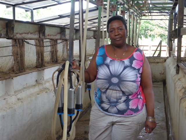 Loraine Pupo, delegada al XXI Congreso de la CTC se ha dedicado al ordeño de las vacas por más de 30 años y acumula una abnegada trayectoria como trabajadora agropecuaria. Foto: Lianne Fonseca Diéguez