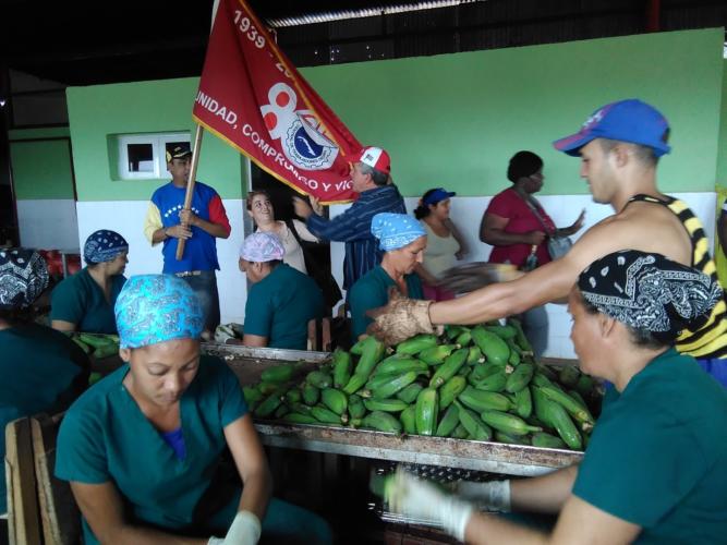 Uno de los centros visitados por los delegados avileños al XXI Congreso de la CTC fue la minindustria en la empresa viandera La Cuba, donde se fabrican encurtidos de frutas y vegetales y tostones prefritos. Foto: José Luis Martínez Alejo