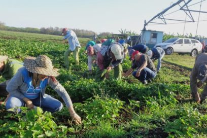 Más de 300 mil tuneros desfilarán el Primero de Mayo en apoyo a la nueva Constitución