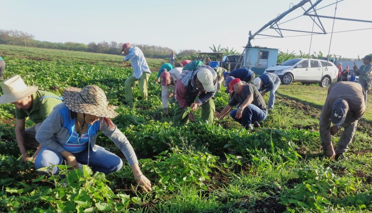El programa previo a la fiesta proletaria incluye jornadas de trabajo voluntario los fines de semana en impulso a las producciones agrícuolas. Foto: Jorge Pérez Cruz