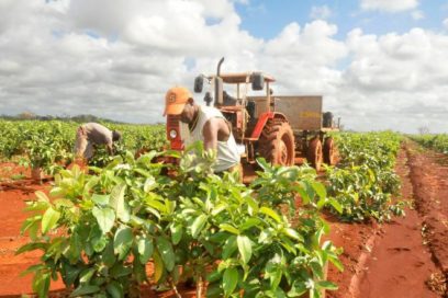 Agricultural development must continue under all circumstances