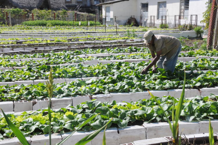 La producción de alimentos y el empleo de todas las reservas son parte de las motivaciones que guiarán a los camagüeyanos a las celebraciones por el Primero de Mayo. Foto: Orlando Durán Hernández