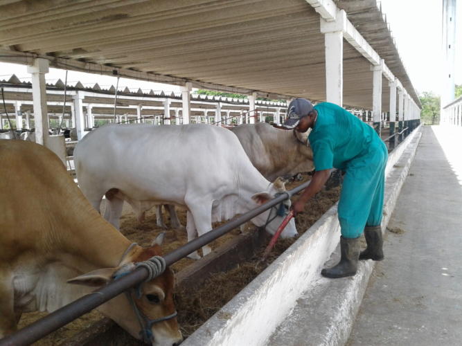 Los delegados conocieron sobre los beneficios de la aplicación de tecnología para el incremento de la masa vacuna en el territorio. Foto: Gretel Díaz Montalvo