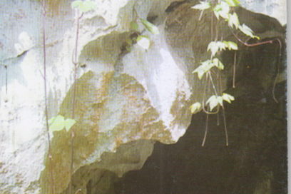 Ternura por lo recóndito