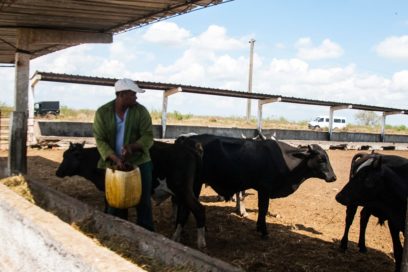 Autoridades prevén incremento de la producción pecuaria en Pinar del Río