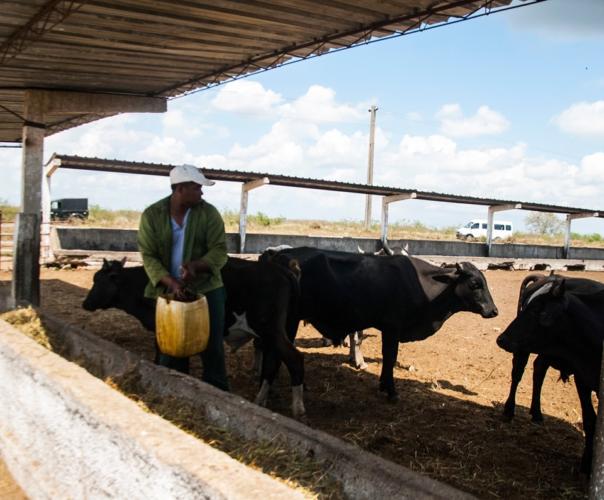 La UEB Baró tendrá una capacidad total de 6 mil toros. Foto: Vania López