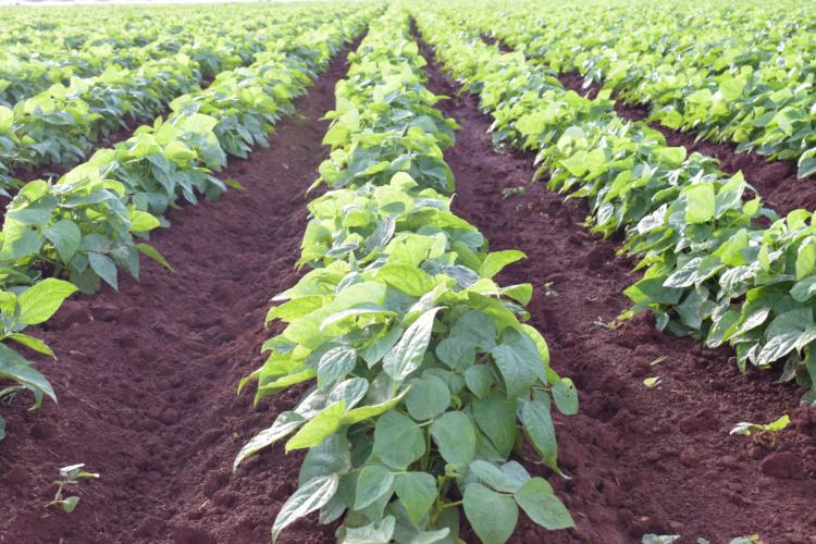 Empresa agropecuaria La Cuba, Ciego de Ávila