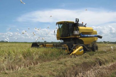Tres cooperativas producen 200 mil quintales de arroz