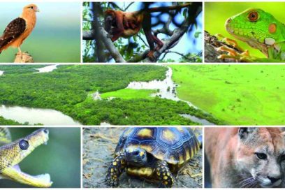 Celebra el planeta el Día Mundial de la Biodiversidad