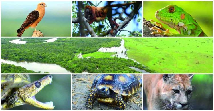 El número de especies de plantas y animales disminuye a un ritmo acelerado, debido a la actividad humana. Foto: Tomada de sostenibilidad.semana.com