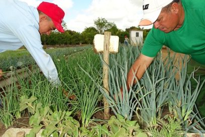 Igualdad de condiciones para las cooperativas agropecuarias (+ Infografía y PDF)