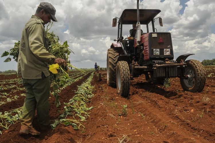 Siembra de boniato en la cooperativa Niceto Pérez. Foto: René Pérez Massola