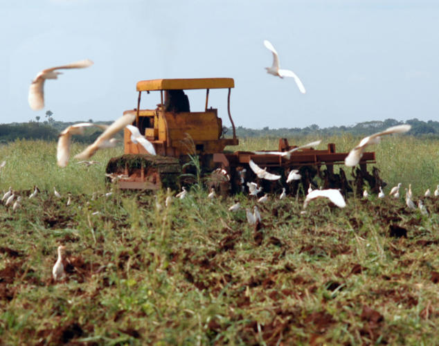 Preparacion de tierras con equipos pesados en la empresa agricola, " La Cuba ". Ciego de Avila, 16 de diciembre de 2006. Foto©René Pérez Massola REALIZADA:16/12/2006 FUENTE:TRABAJADORES ORIGINALES:RPCUBA015 FOTOGRAFO:PEREZ MASSOLA, RENE OBSERVACIONES:MATERIA/AGRICULTURA/MAQUINARIAS AGRICOLAS/EMPRESA AGRICOLA LA CUBA