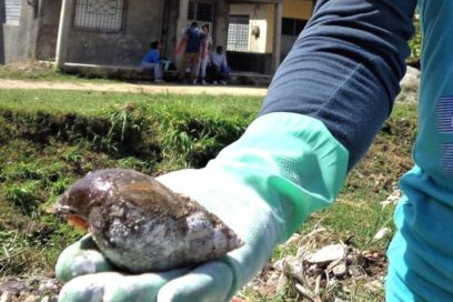 Sanidad Vegetal emite indicaciones para el control del caracol gigante africano