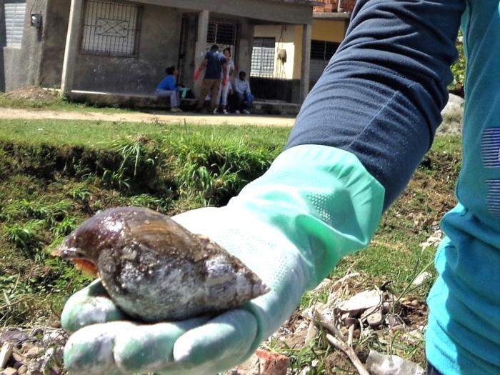 Caracol gigante africano