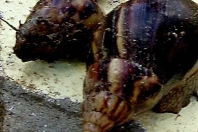 Un gigante africano en Las Tunas (+ Fotos)