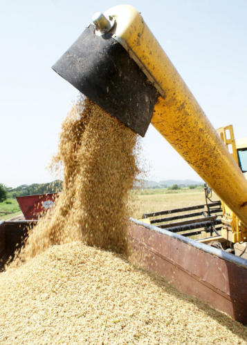 Aumentar los rendimientos agrícolas y calidad del arroz, objetivos del Proyecto de Colaboración Cuba-Vietnam. Foto: Luis Carlos Palacios