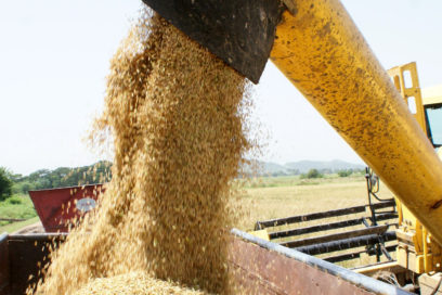 Proyecto Cuba-Vietnam: Incrementar producción de arroz sostenidamente