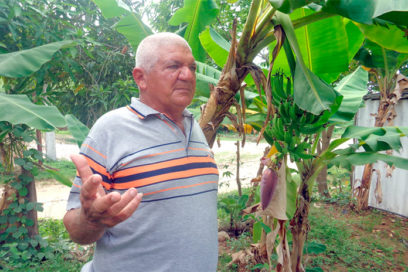 Banao: más que cebolla