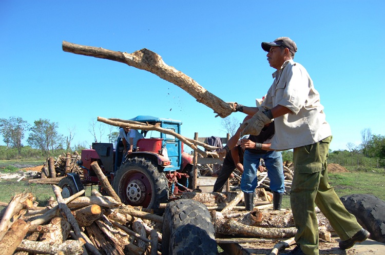 Primero hay que cortar y trasladar la leña. / Foto: Modesto Gutiérrez, ACN.