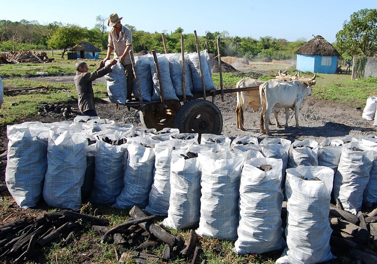 La producción terminada y ensacada. / Foto: Modesto Gutiérrez, ACN.