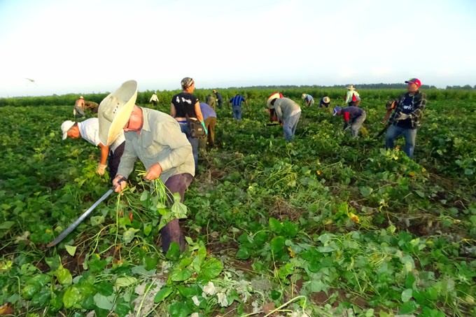 Más de 10 mil trabajadores granmenses se movilizarán este domingo en saludo al venidero 26 de Julio. Foto: La Demajagua